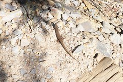 Ctenotus labillardieri