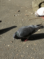 Columba livia domestica