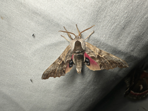 One-eyed Sphinx photo 6