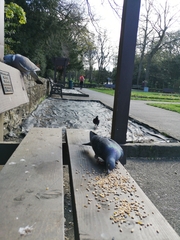 Columba livia domestica