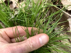 Trichophorum planifolium