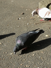 Columba livia domestica