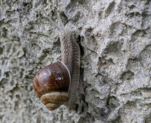 Roman Snail