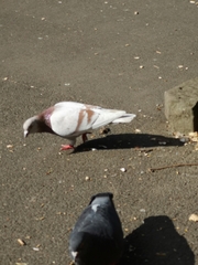 Columba livia domestica