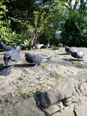 Columba livia domestica