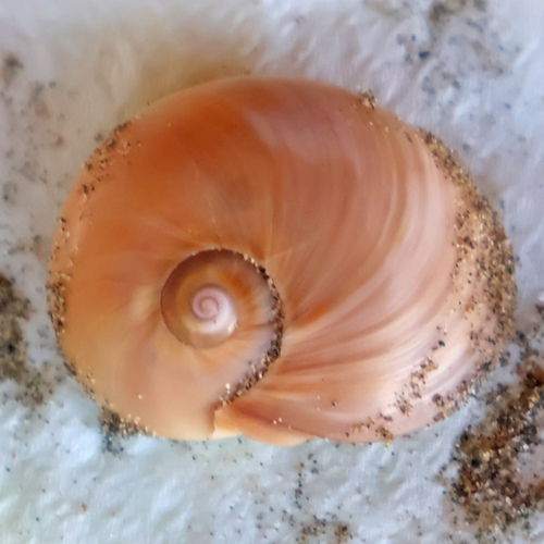 Hypterita helicoides observed 2026-06-05