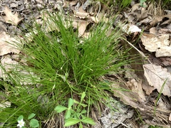 Trichophorum planifolium