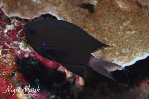 Chromis caudalis observed 2026-05-27