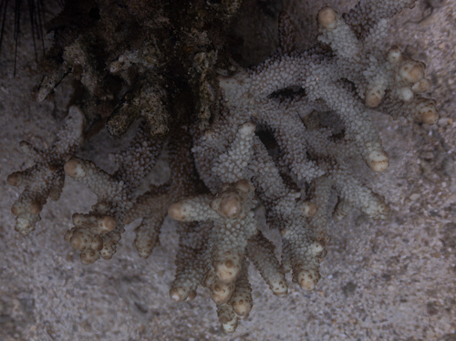 Isopora brueggemanni observed 2026-06-03