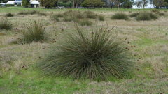 Juncus acutus acutus