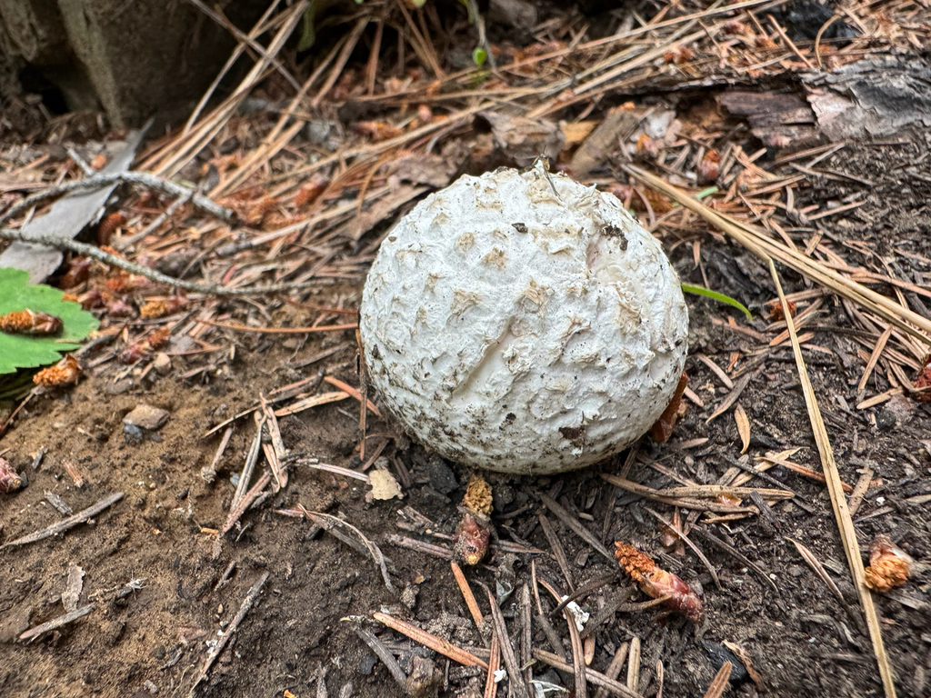 Sculptured Puffball