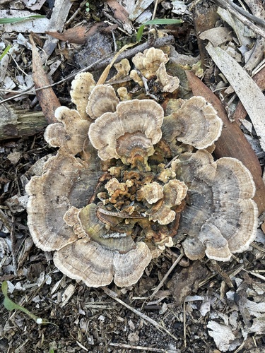 Turkey Tail (Hawaii)
