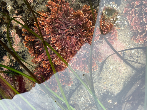Bossiella plumosa, 2026-06-03