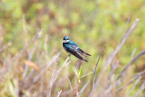 iNaturalist observation photo of Tree Swallow