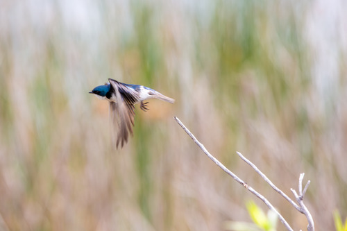 iNaturalist observation photo of Tree Swallow