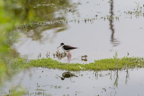 iNaturalist observation photo of Black-necked Stilt