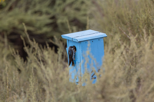 iNaturalist observation photo of Tree Swallow