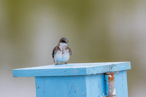 iNaturalist observation photo of Tree Swallow