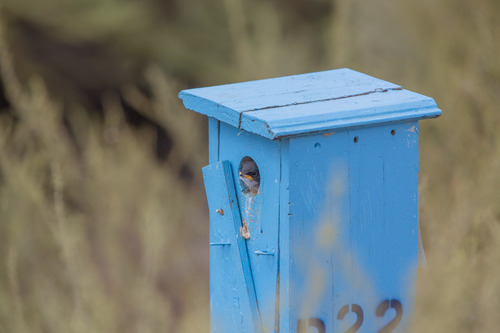iNaturalist observation photo of Tree Swallow