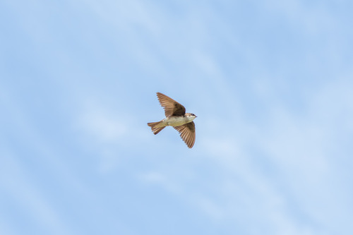 iNaturalist observation photo of Tree Swallow