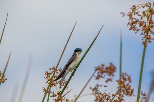 iNaturalist observation photo of Tree Swallow