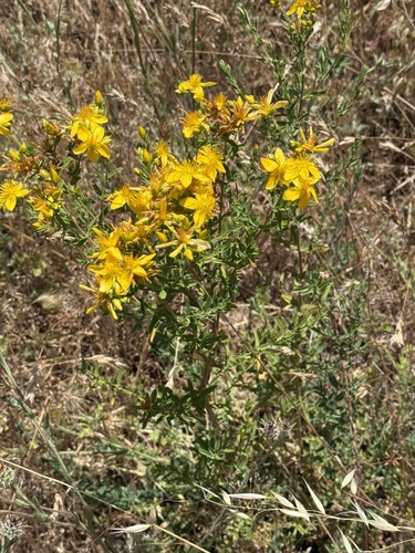 iNaturalist observation photo of Common St. John's Wort