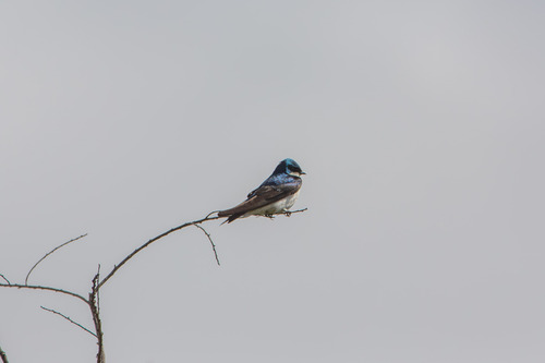 iNaturalist observation photo of Tree Swallow