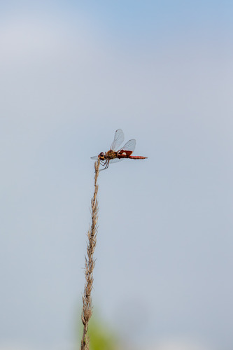 iNaturalist observation photo of Red Saddlebags