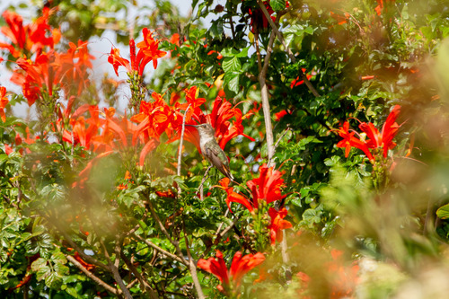 iNaturalist observation photo of Allen's Hummingbird