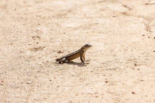 iNaturalist observation photo of Western Fence Lizard