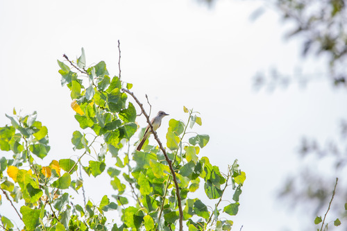 iNaturalist observation photo of Ash-throated Flycatcher