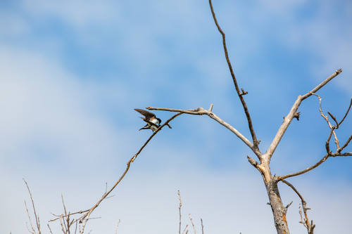iNaturalist observation photo of Tree Swallow