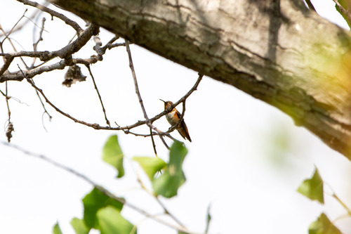 iNaturalist observation photo of Allen's Hummingbird
