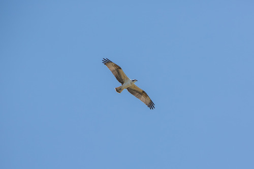 iNaturalist observation photo of Osprey