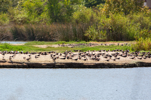 iNaturalist observation photo of Black Skimmer