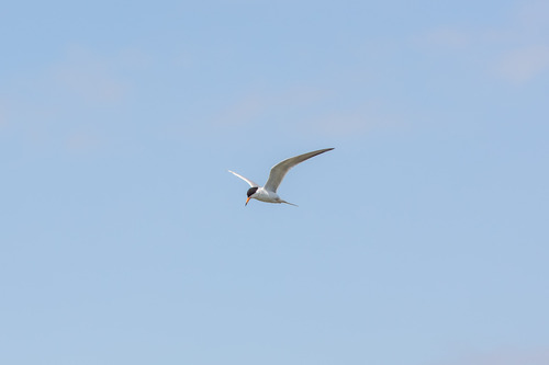 iNaturalist observation photo of Forster's Tern