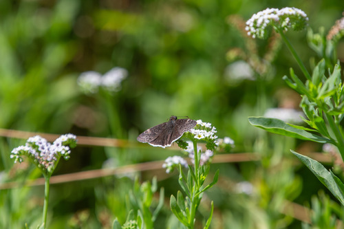 iNaturalist observation photo of Funereal Duskywing