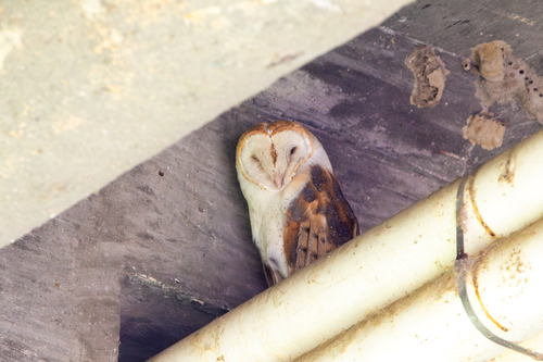 iNaturalist observation photo of American Barn Owl