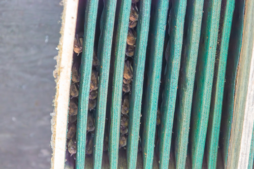 iNaturalist observation photo of Vespertilionoid Bats