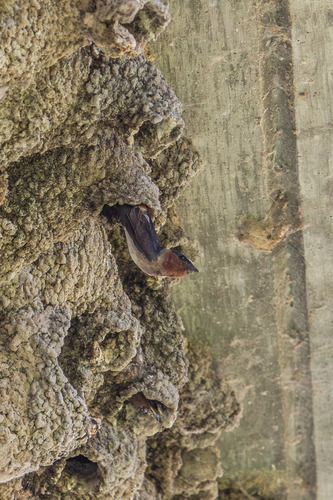 iNaturalist observation photo of Cliff Swallow
