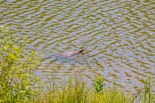 iNaturalist observation photo of American Softshells