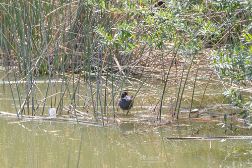 iNaturalist observation photo of Common Gallinule