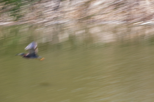 iNaturalist observation photo of Green Heron