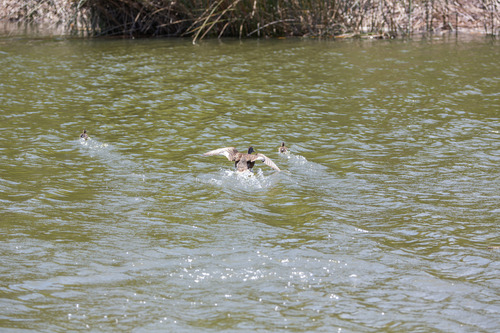 iNaturalist observation photo of Gadwall