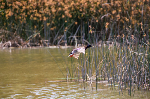 iNaturalist observation photo of Mallard