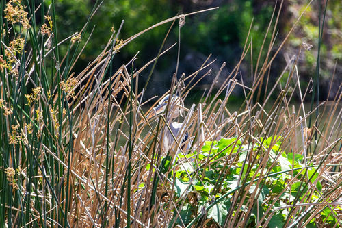 iNaturalist observation photo of Great Blue Heron
