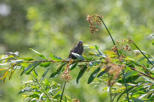 iNaturalist observation photo of Red-winged Blackbird