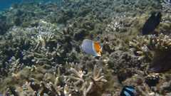 Chaetodon madagaskariensis