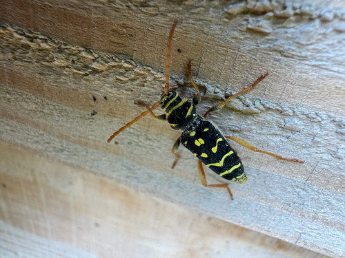 Plagionotus arcuatus