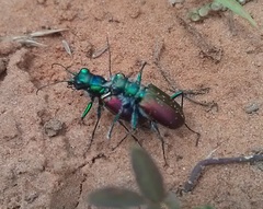 Cicindela scutellaris scutellaris